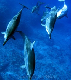 Dolphin
